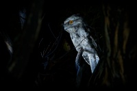 Lelkoun sovi - Podargus strigoides - Tawny Frogmouth o2656